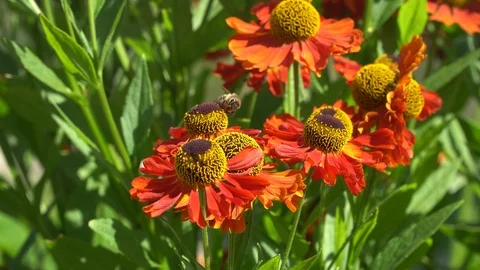 Bee collecting nectar from an orange flowers . Stock Footage 115307944