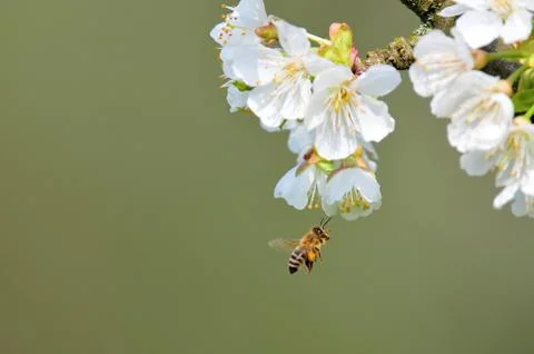 Bee collecting nectar Stock Photos