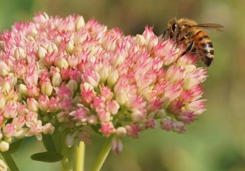 Bee collecting nectar. Stock-Fotos