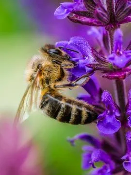 Bee collecting nectar Stock Photos