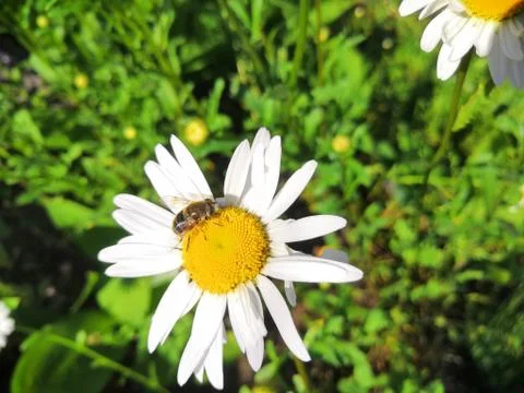 Bee collecting nectar Stock Photos