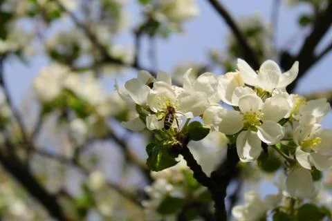 Bee collecting nectar Stock Photos
