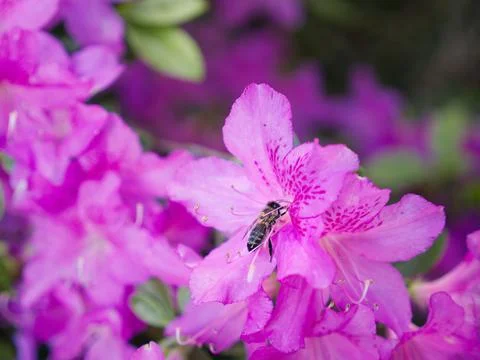 A bee collecting nectar Stock-Fotos
