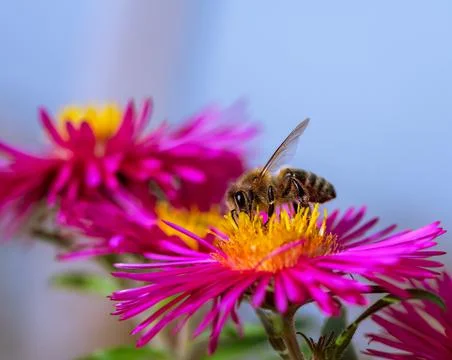 Bee collecting nectar at a pink aster blossom Stock Photos