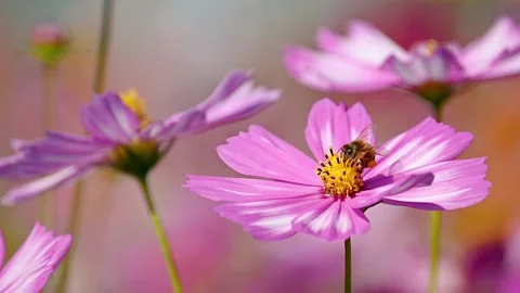 Bee Collecting Nectar from Pink Cosmos – Gentle Floral Motion for Nature Themes  스톡 동영상 323579425