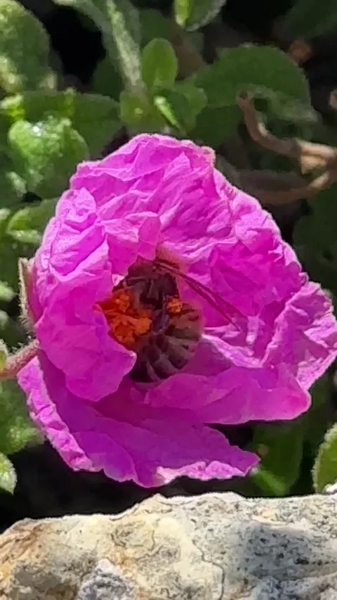 Bee collecting nectar from pink flower in natural environment Stock Footage 333979612