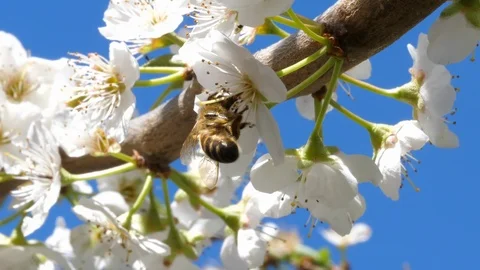 Bee collecting nectar from a plum tree, macro shot Video stock 88145760