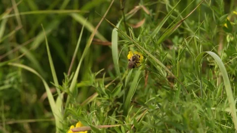 Bee collecting nectar pollen on Flower flying Slow motion closeup Macro Stock Footage 93931324