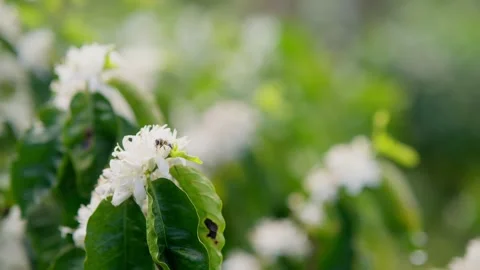 Bee collecting nectar pollen from a white little flower in slow motion Stock Footage 305727541