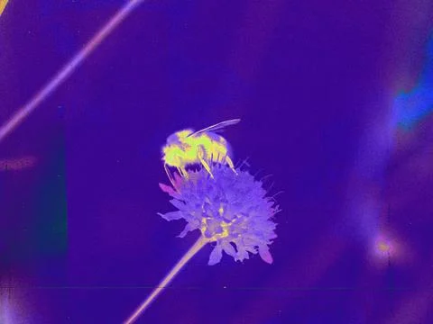 A bee collecting nectar, a pollinator conservation and environmental issue Stock Photos
