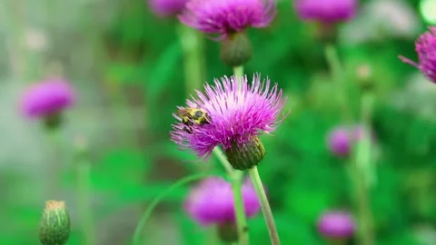 Bee collecting nectar from purple thistle flower in a sunny garden during daytim Stock Footage 328466721