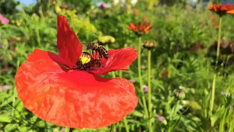 Bee collecting nectar on red poppy flower. Slow motion 240fps Stock Footage 95117510
