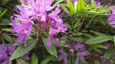 Bee Collecting Nectar - S1 - Slow Motion 4K 120p. S24 Ultra Stock Footage 277292158