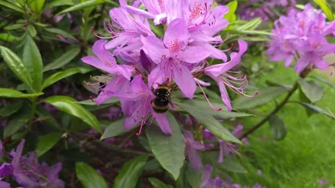 Bee Collecting Nectar - S2 - Slow Motion 4K 120p. S24 Ultra Stock Footage 277292191