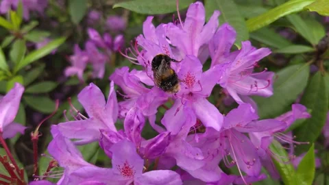 Bee Collecting Nectar - S3 - Slow Motion 4K 120p. S24 Ultra Stock Footage 277292307