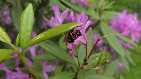 Bee Collecting Nectar - S4 - Slow Motion 4K 120p. S24 Ultra Stock Footage 277292453