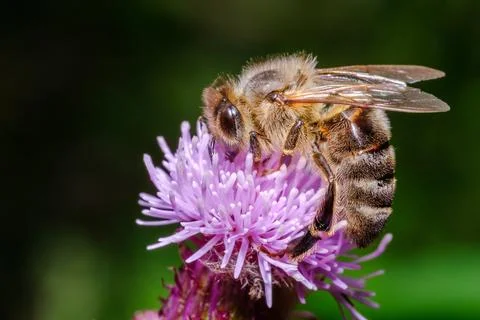 Bee Collecting Nectar on Summer Bloom Macro Stock Photos