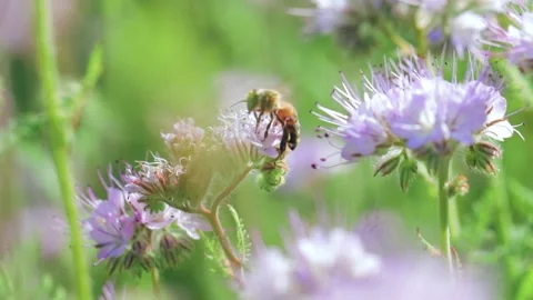 Bee collecting nectar on a summer meadow 库存影片 141105986