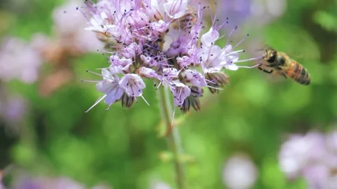 Bee collecting nectar on a summer meadow Video stock 141107377