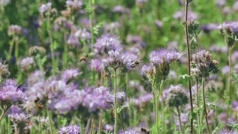 Bee collecting nectar on a summer meadow Stock Footage 141107783