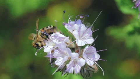 Bee collecting nectar on a summer meadow 库存影片 141114594
