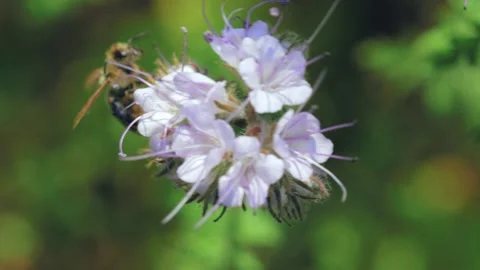 Bee collecting nectar on a summer meadow Stock Footage 141114628