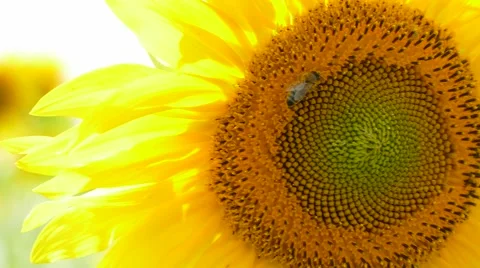 Bee Collecting Nectar On Sunflower Video stock 68666283