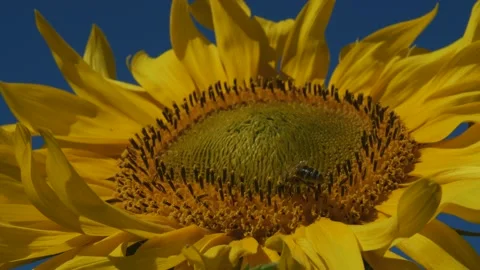 Bee collecting nectar from a sunflower Stock Footage 151808912
