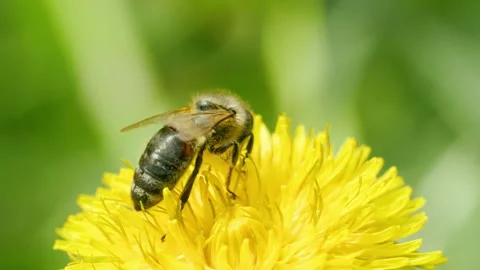 Bee collecting nectar from sunlit dandelion Stock Footage 230078064