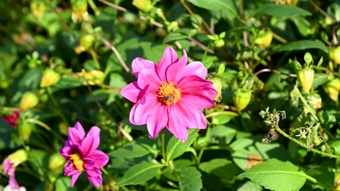 Bee collecting nectar on vibrant pink dahlia flowers in a sunny summer garden Vídeos de archivo 342323539