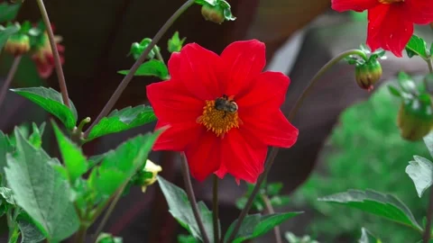 Bee collecting nectar from a vibrant red flower in a lush green garden setting Stock Footage 329155565