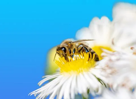 Bee collecting nectar at a white aster blossom Stock Photos