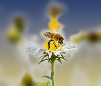 Bee collecting nectar at a white aster blossom Stock Photos