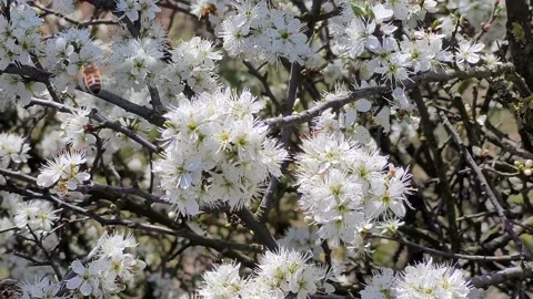 A bee collecting nectar on a white blooming blackthorn, 4K Stock Footage 152042794