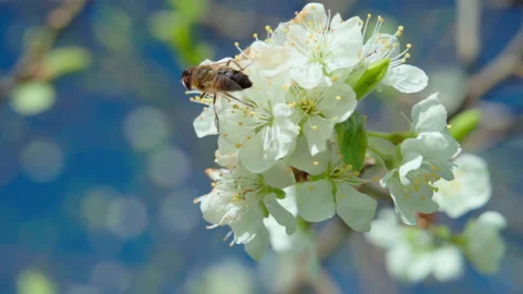 Bee Collecting Nectar From White Blossoms Under Clear Blue Spring Sky Stock Footage 326033428
