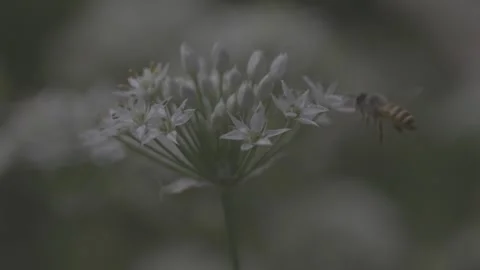 Bee Collecting Nectar from White Chive Flower Stock Footage 345026662