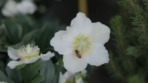 Bee Collecting Nectar from White Christmas Rose in Close Up Stock Footage 323915972