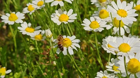 A bee is collecting nectar. White daisies in a field in summer, close‑up. Vídeo Stock 346203523