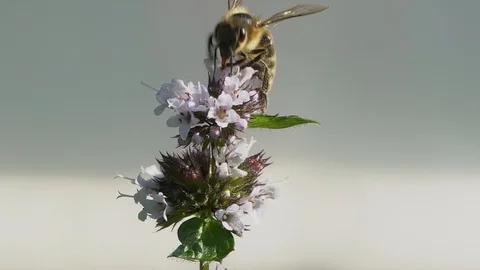 Bee collecting nectar on a white flowers and flying away. Insects pollinating Stock Footage 114991129
