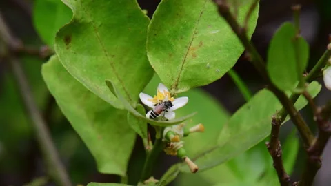 Bee collecting nectar from the white flowers of a lime tree. Vídeo Stock 346830226