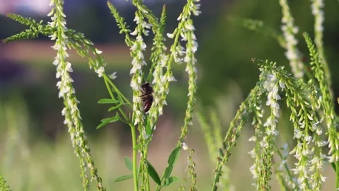 Bee collecting nectar from White Sweet Clover Stock Footage 147384098