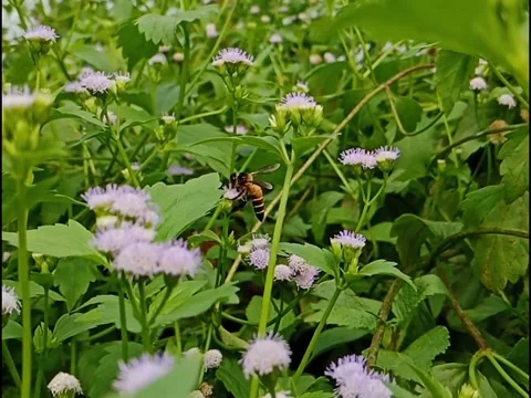 Bee Collecting Nectar on Wild Purple Flowers Stock Footage 331333123