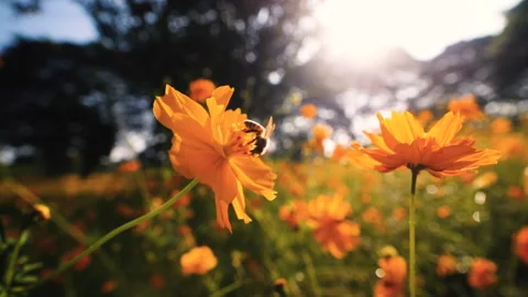 Bee collecting nectar from yellow cosmos flower Stock Footage 299528702