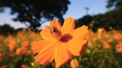 Bee collecting nectar from yellow cosmos flower Stock Footage 299529801