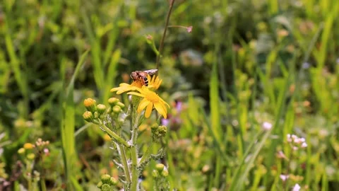 Bee Collecting Nectar on Yellow Flower 120 fps Macro Footage Stock Footage 308383322