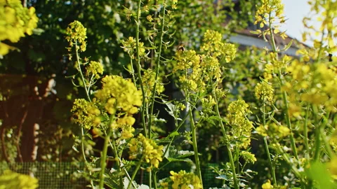 Bee collecting nectar from yellow flowers. Close-up nature scene with blurred Stock Footage 291326249