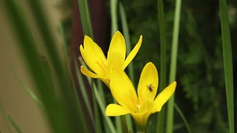 Bee collecting nectar from a yellow lily flower. Stock Footage 134698084
