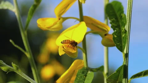 Bee collecting nectar from yellow Sunn Hemp flower Stock Footage 281850307