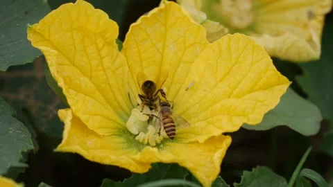 Bee collecting nectar on a yellow zucchini flower among green leaves in a garden Vídeo Stock 342405671