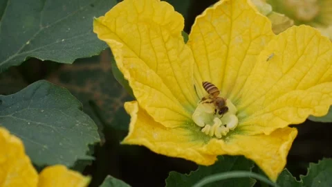 Bee collecting nectar on a yellow zucchini flower among green leaves in a garden 库存影片 342612157
